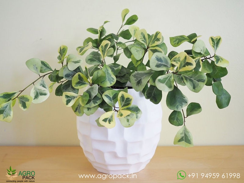 Ficus-Triangularis-Variegata3