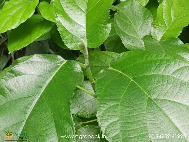 Ficus-hispida-Opposite-Leaf-Fig2