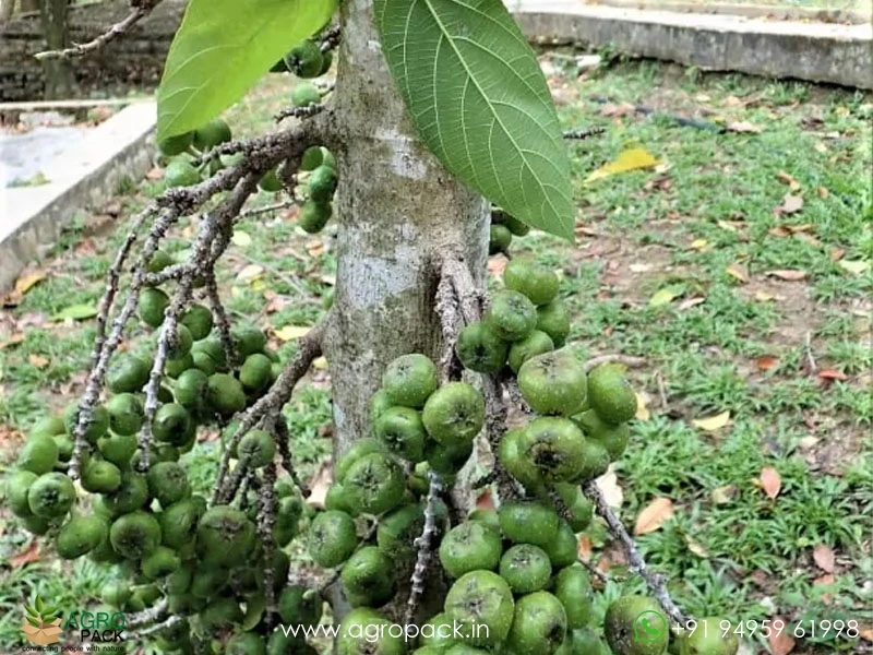 Ficus-hispida-Opposite-Leaf-Fig3