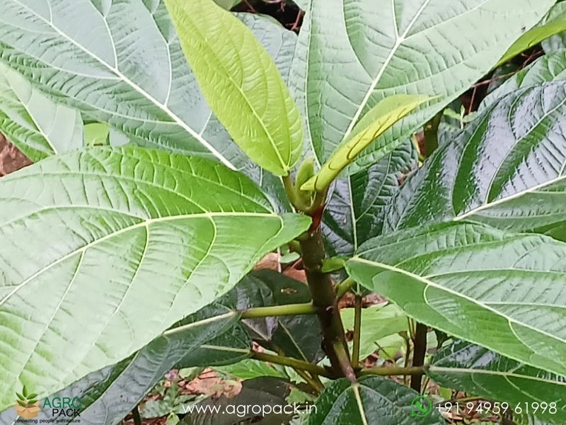 Ficus-hispida-Opposite-Leaf-Fig4