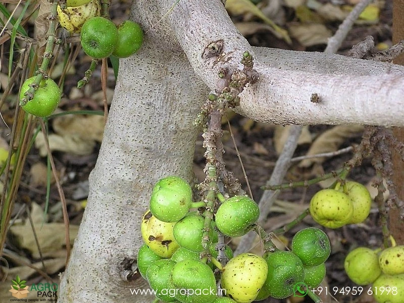 Ficus-hispida-Opposite-Leaf-Fig5