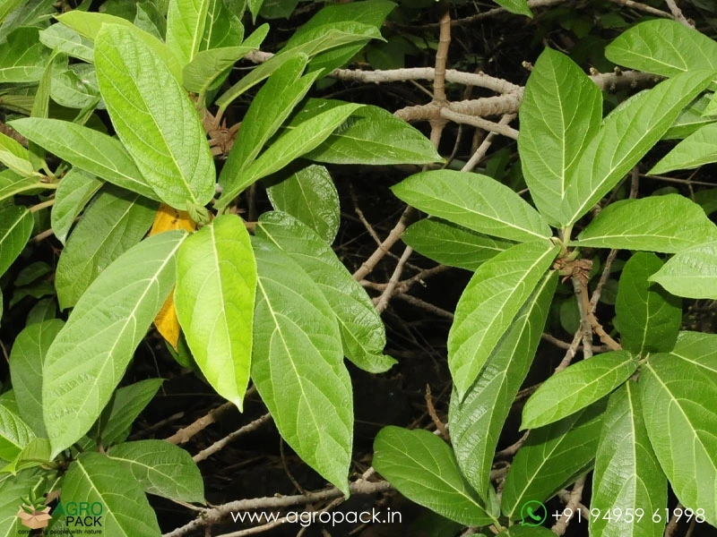Ficus-hispida-Opposite-Leaf-Fig6