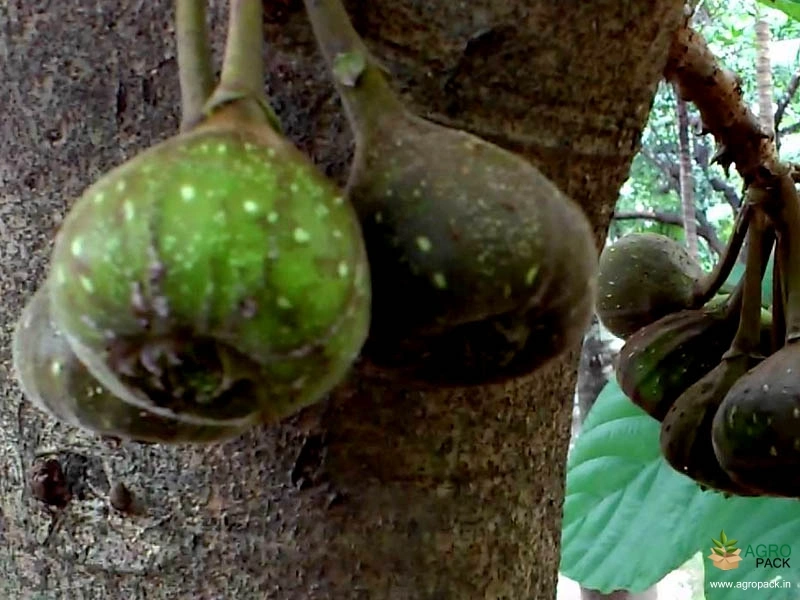 Fig2