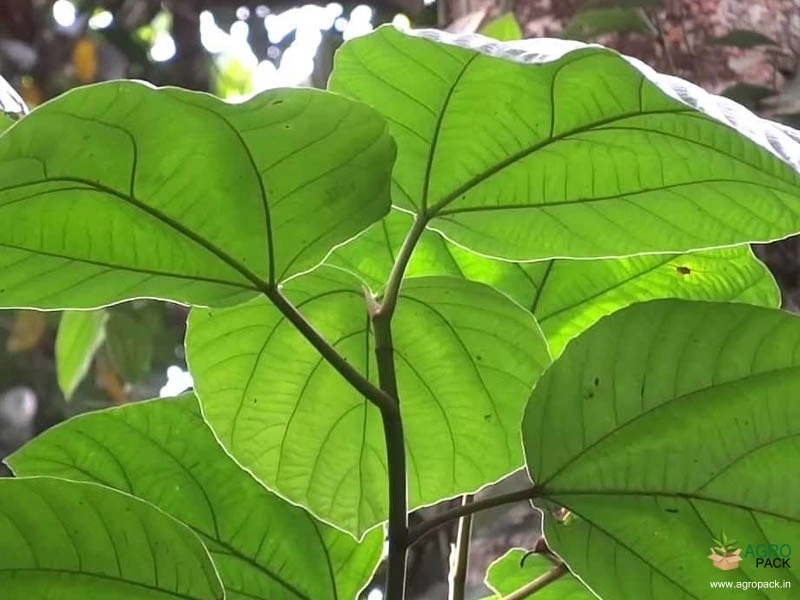 Fig3