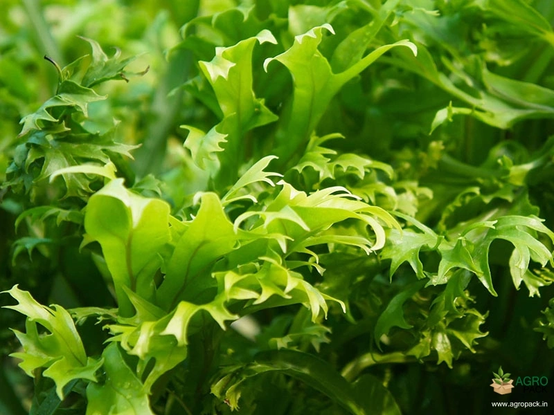 Fishtail-Fern1