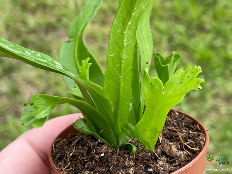Fishtail-Fern2