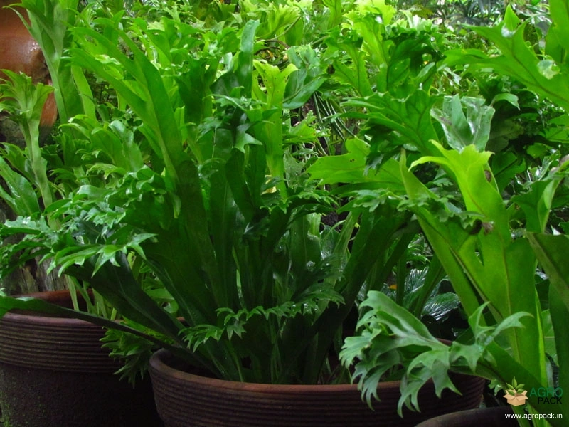 Fishtail-Fern3