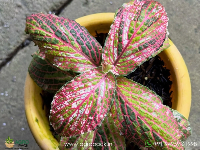 Fittonia-Albivenis-Red-Variegated1
