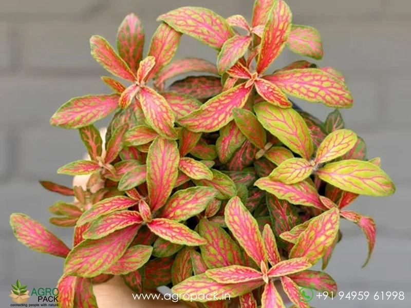 Fittonia-Albivenis-Ruby-Lime1