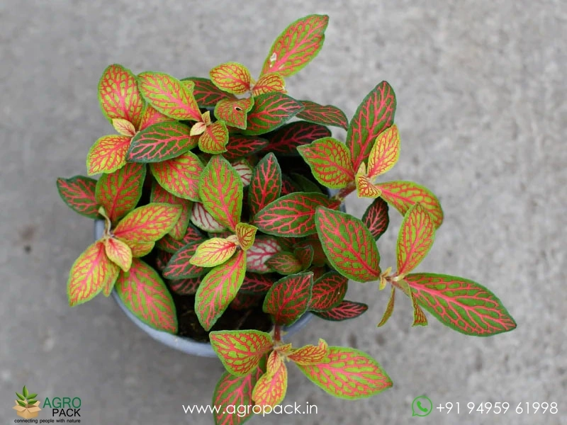 Fittonia-Albivenis-Ruby-Lime2