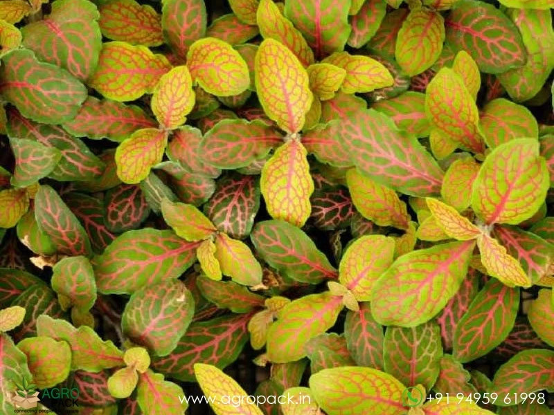 Fittonia-Albivenis-Ruby-Lime4