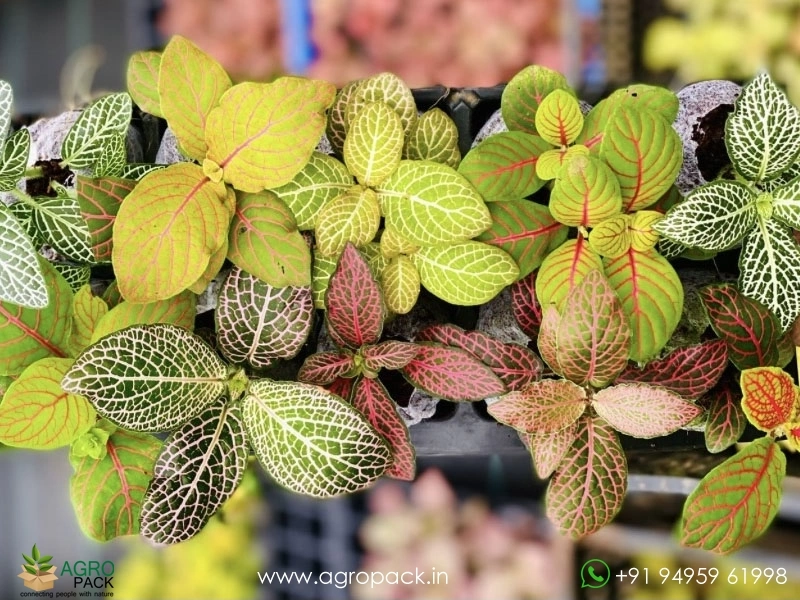 Fittonia-Combo1