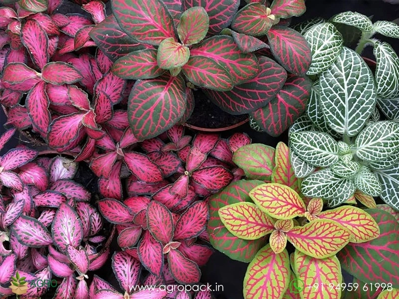 Fittonia-Combo2