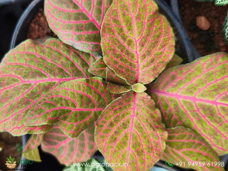 Fittonia-Combo3