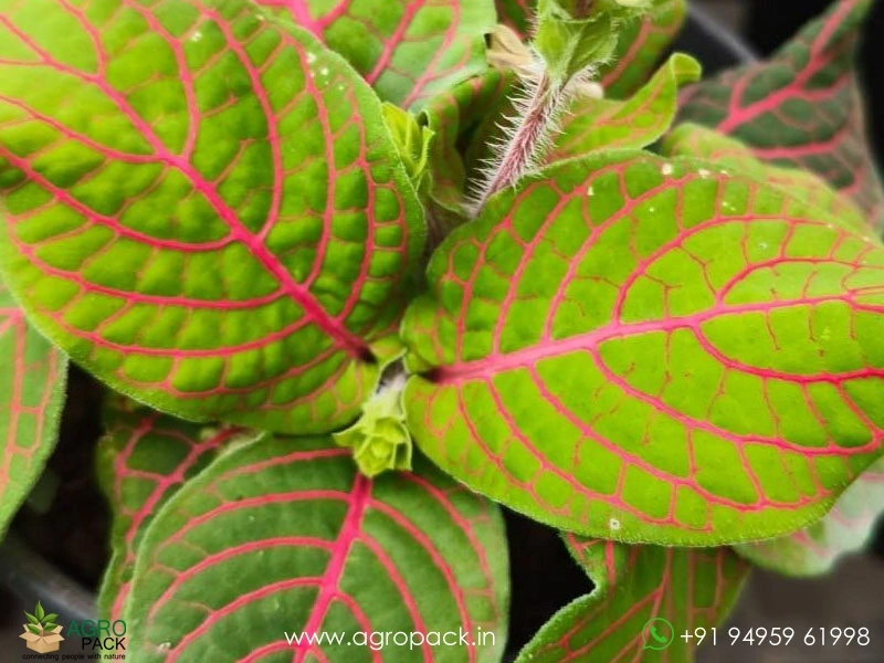 Fittonia-Combo4