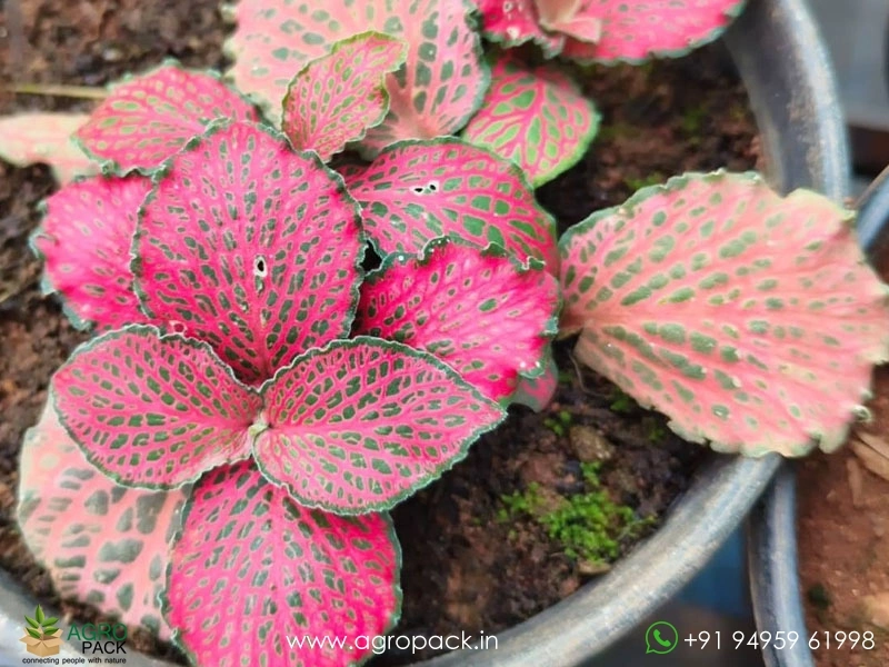 Fittonia-Combo7