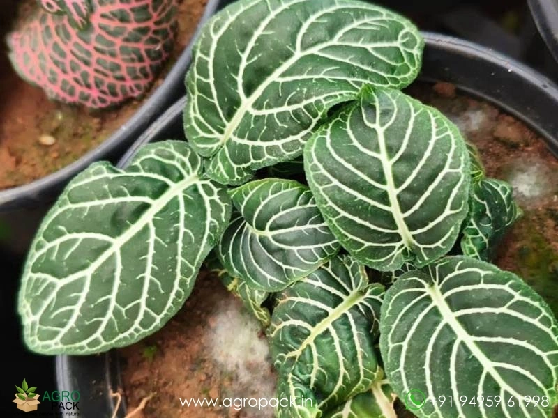 Fittonia-Combo8