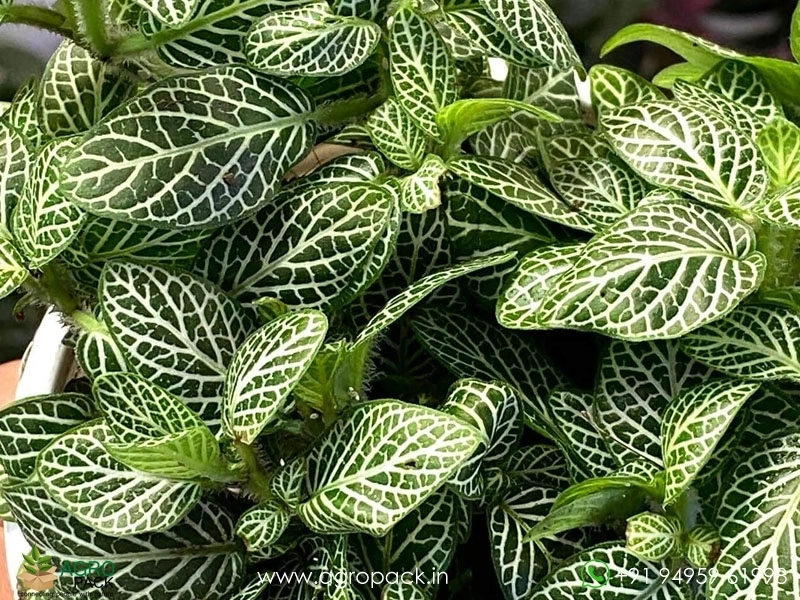 Fittonia-White1