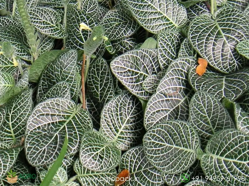 Fittonia-White2