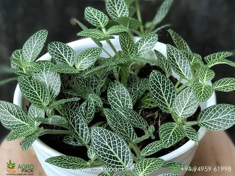 Fittonia-White3