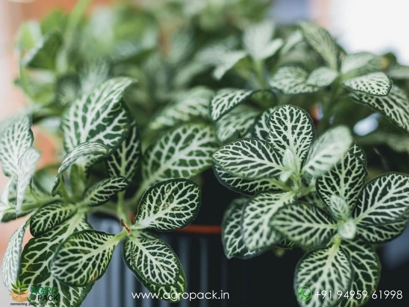 Fittonia-White4