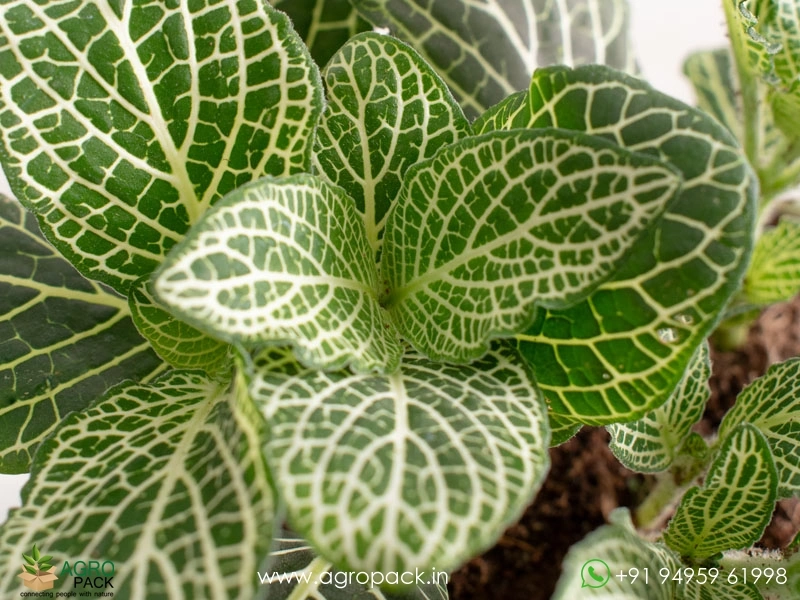 Fittonia-White5