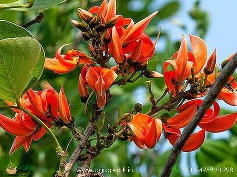 Flame-of-the-Forest-Palash-Butea-monosperma1