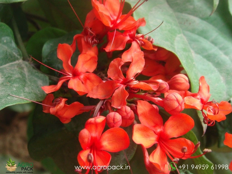 Flaming-Glorybower2