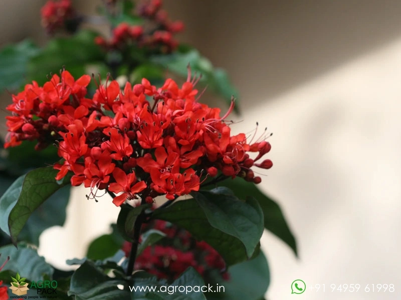 Flaming-Glorybower3
