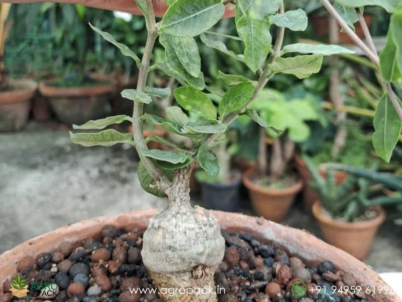 Fockea-edulis1