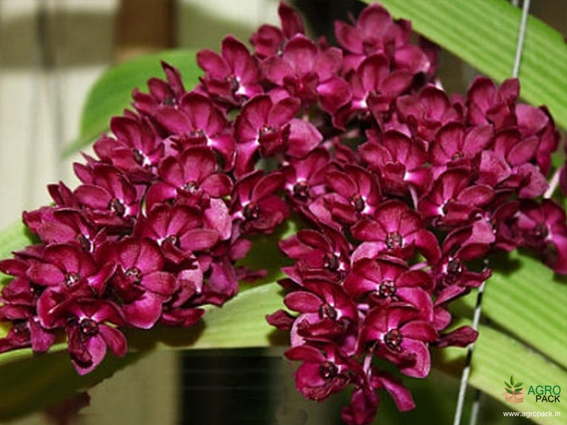 Foxtail-Orchid-Rhyachostylis-Chang-Dang1