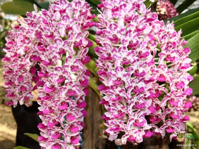 Foxtail-Orchid-Rhynchostylis-Cartoon1