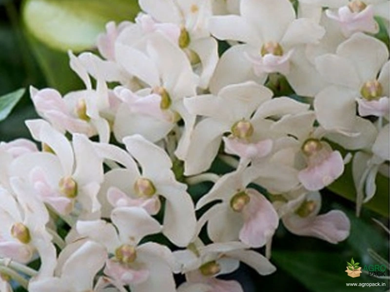 Foxtail-Orchid-Rhynchostylis-Chang-Pruak1