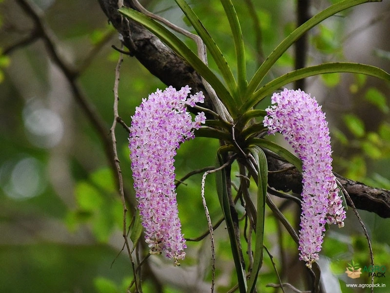 Foxtail-Orchid1