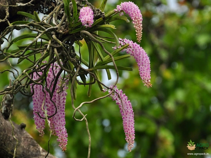 Foxtail-Orchid2