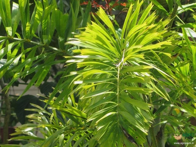 Foxtail-Palm2