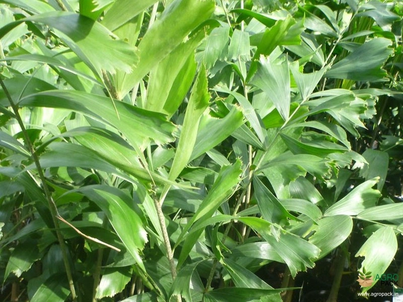 Foxtail-Palm3