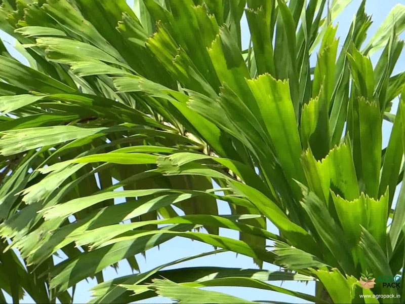 Foxtail-Palm4