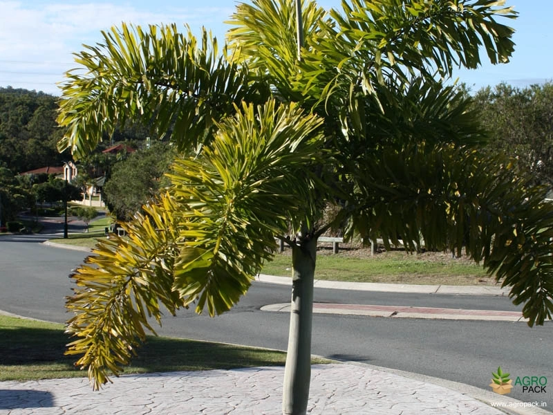 Foxtail-Palm5