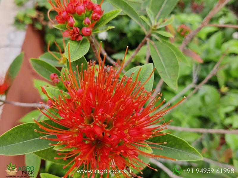 Frist-Love-Flower1