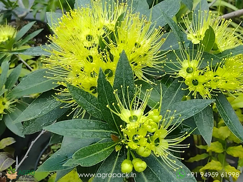 Frist-Love-Flower2