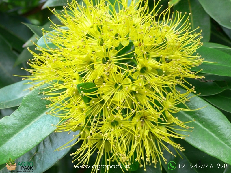Frist-Love-Flower3