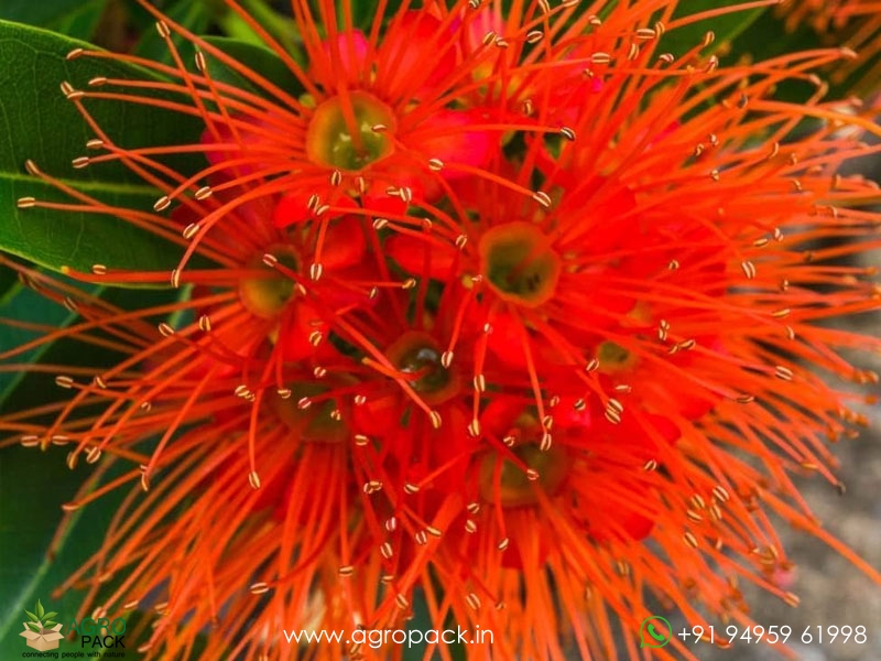 Frist-Love-Flower4