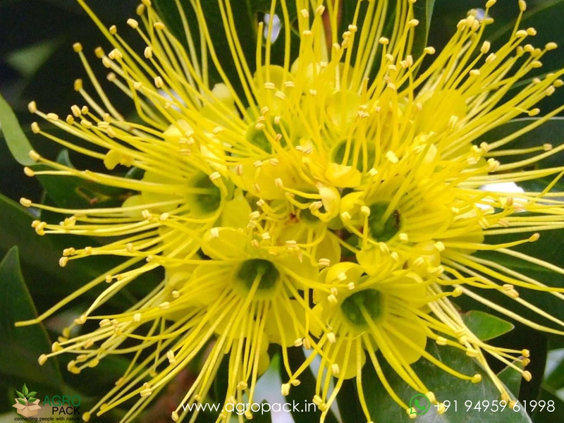 Frist-Love-Flower5