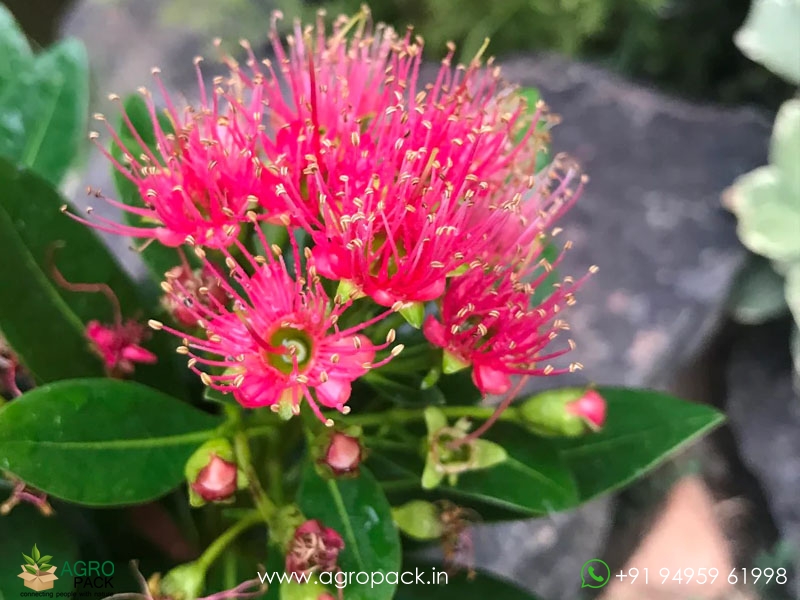 Frist-Love-Flower6