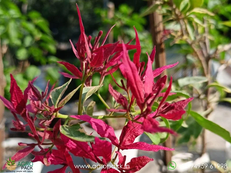 Fuchsia-butterfly-bougainvillea2