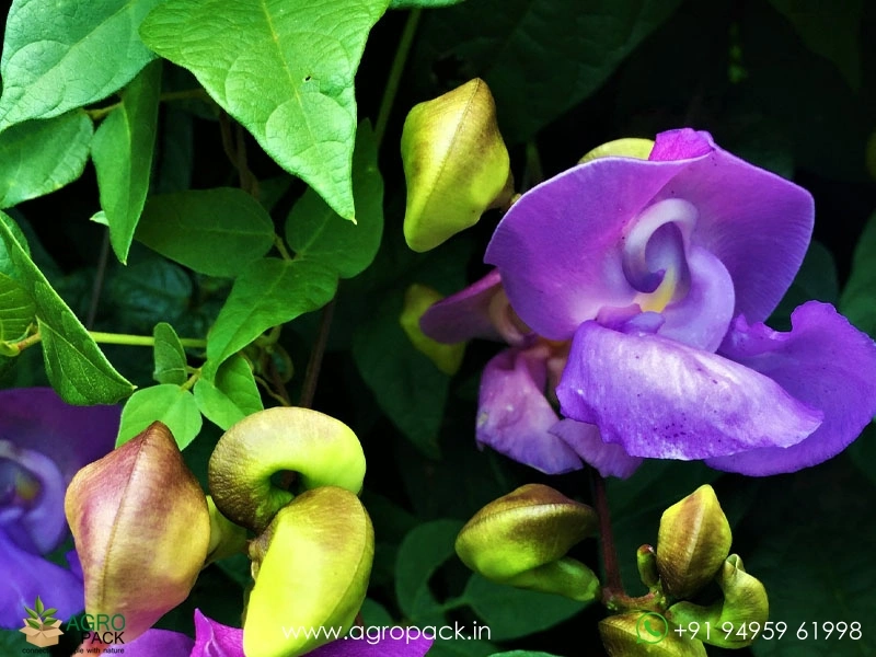 Ganesha-Flower-Vine3