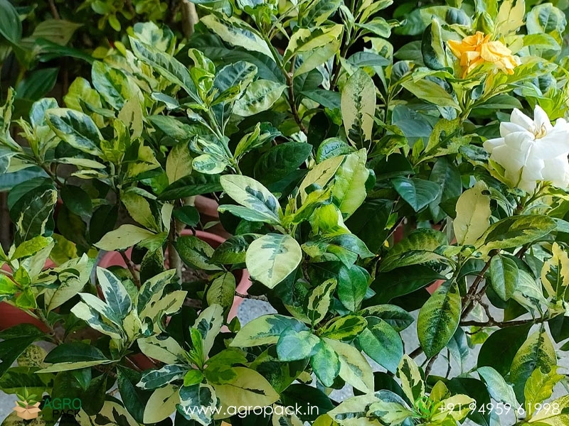 Gardenia-Jasminoides-Variegata6