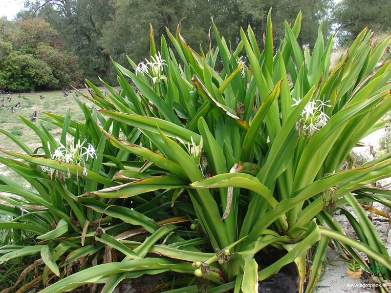 Giant-Crinum-Lily1