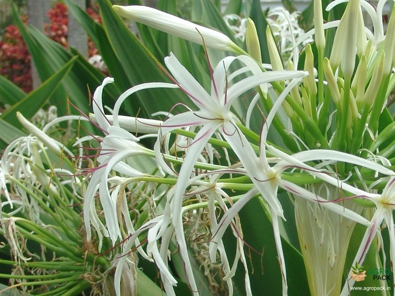 Giant-Crinum-Lily2